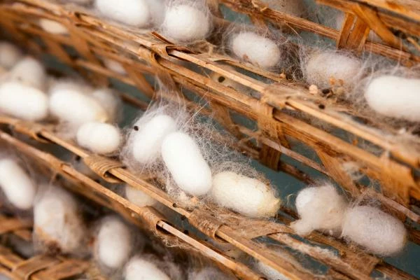 Which Country Imports the Most Silk-Worm Cocoons in the World?